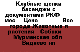 Клубные щенки басенджи с документами РКФ - 2,5 мес. › Цена ­ 20 000 - Все города Животные и растения » Собаки   . Мурманская обл.,Видяево нп